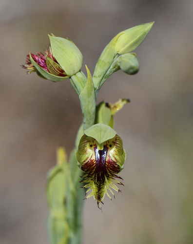 Calochilus herbaceus Lindl.
