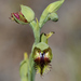 Calochilus herbaceus - Photo 由 Bill Campbell 所上傳的 (c) Bill Campbell，保留部份權利CC BY-NC