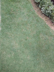 Zoysia matrella
