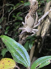 Heteropoda pingtungensis
