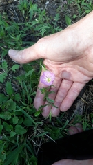 Oenothera speciosa