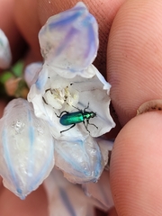 Scelolyperus schwarzii