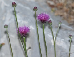 Cirsium pannonicum