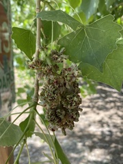Populus fremontii