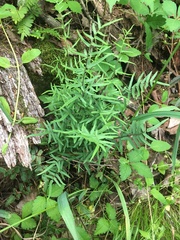 Pellaea atropurpurea