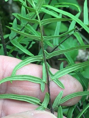 Pellaea atropurpurea