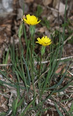 Takhtajaniantha austriaca