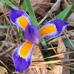 Iris verna