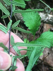 Pellaea atropurpurea