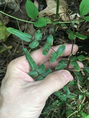 Pellaea atropurpurea