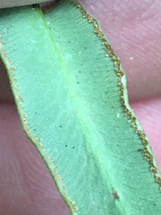 Pellaea atropurpurea