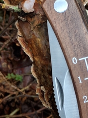 Stereum sanguinolentum