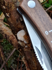 Stereum sanguinolentum