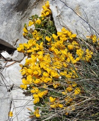 Cytisus ardoinoi