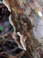 Stereum sanguinolentum