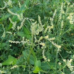 Achyropsis leptostachya