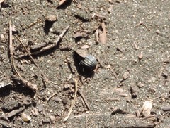 Pimelia bipunctata papii