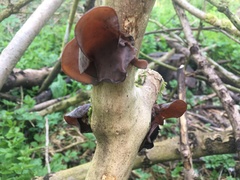 Auricularia auricula-judae