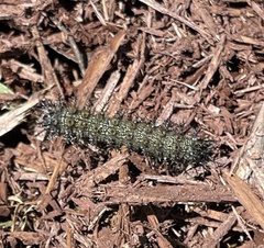 Hemileuca maia
