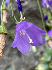 Campanula carnica