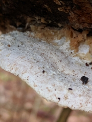 Amaropostia stiptica