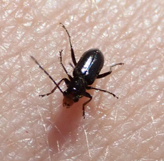 Triarius nigroflavus