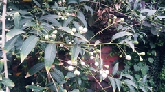 Cestrum nocturnum