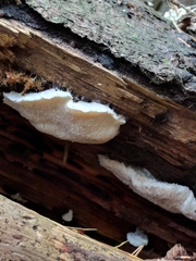 Amaropostia stiptica