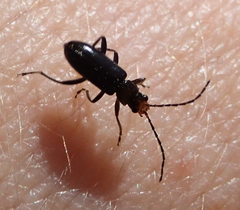 Triarius nigroflavus