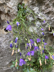 Campanula carnica