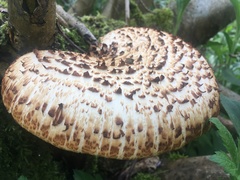 Cerioporus squamosus