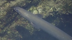 Anguilla japonica