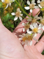 Senecio integerrimus ochroleucus