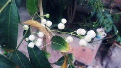 Cestrum nocturnum
