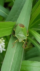 Palomena prasina
