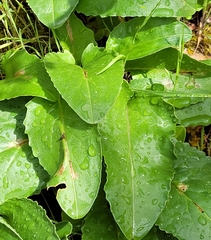 Senecio integerrimus ochroleucus