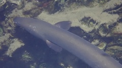 Anguilla japonica
