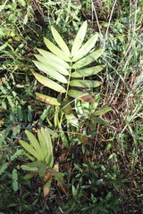 Zamia paucijuga