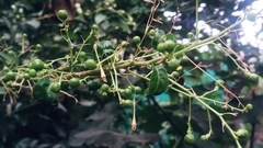 Cestrum nocturnum
