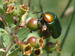 Protaetia cuprea ignicollis