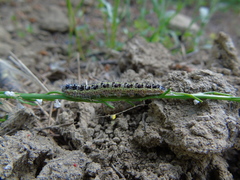 Pieris brassicae