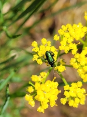 Scelolyperus schwarzii
