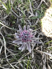 Cynoglossum magellense