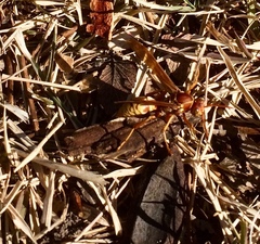 Polistes apachus texanus