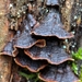 Oak Curtain Crust Fungus - Photo (c) Almantas Kulbis, some rights reserved (CC BY-NC), uploaded by Almantas Kulbis