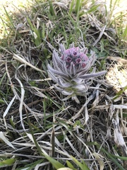 Cynoglossum magellense