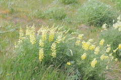 Lupinus sulphureus