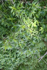 Anisacanthus quadrifidus