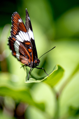 Limenitis arthemis rubrofasciata