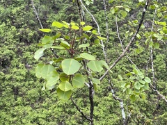 Cheirodendron trigynum